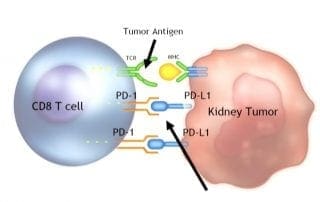 Basics of Immunotherapy with Dr. Charles Drake – NYC Immunotherapy Patient Summit 2018