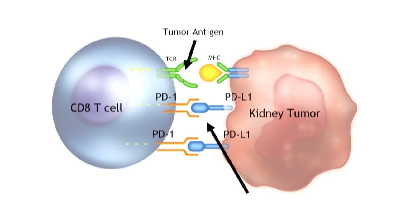 Basics of Immunotherapy with Dr. Charles Drake – NYC Immunotherapy Patient Summit 2018