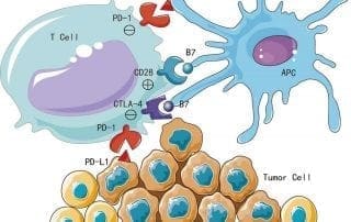 Treat the Immune not the Cancer