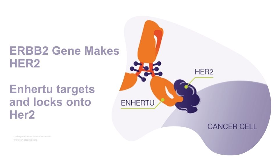 HER2 biliary cancer Cholangiocarcinoma Foundation Australia