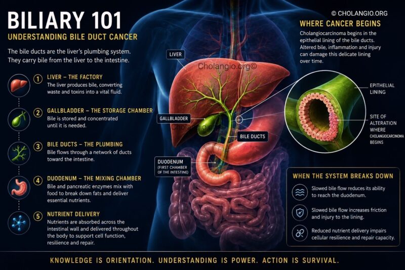 Cholangiocarcinoma - Bile Duct Cancer Support